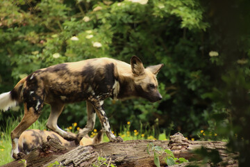 African Painted Dog on a Log