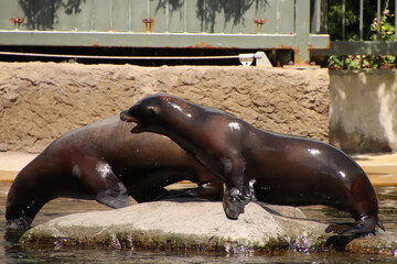Fototapeta premium Back in the water