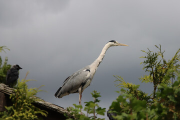 Grey Heron and Western Jackdaw