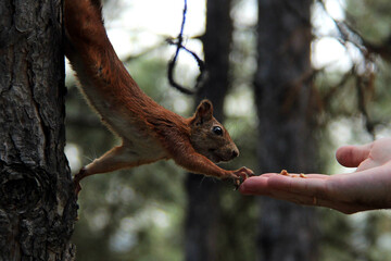 Curious squirrel peeks out from behind tree trunk in forest. Eurasian red squirrel (Sciurus vulgaris) taking nut from hand while hanging on a tree