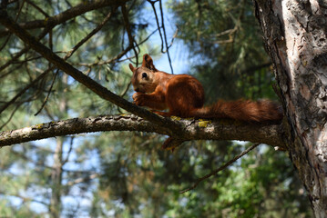Eurasian red squirrel (Sciurus vulgaris) eating a hazelnut on a branch. Cute curious squirrel climbing down the pine tree trunk and looking at the camera as if smiling slightly. 