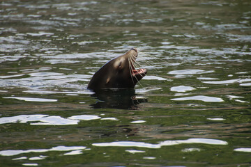 Fototapeta premium Laughing Sea Lion