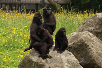 Macaque Family