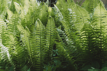 Fantasy green fern bushes. Background, texture, copyspace