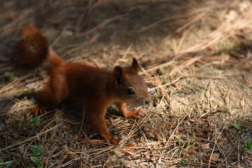 Naklejka na ściany i meble Closeup portrait of red squirrel sitting on the ground