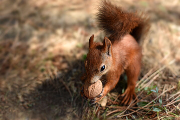 Naklejka na ściany i meble A red squirrel keeping and eating a nut while sitting on the ground