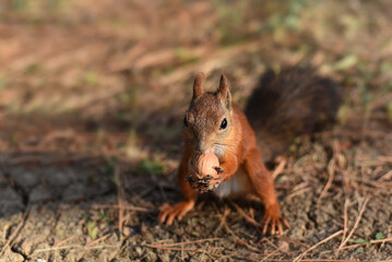 A red squirrel keeping and eating a nut while sitting on the ground