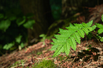 Natural background, the leaves of a young mountain close up. Natural footage of the forest ecosystem, care for nature, climate change ecology problems