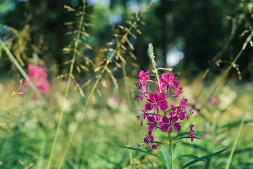 Flowering forest herbs - willow-herb (fireweed), close-up. The idea of the natural background of...