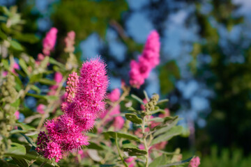 Shrub blooming with red fluffy flowers close-up, neutral background idea, popular shrubs for garden decoration. Background idea with free space