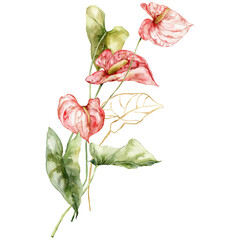 Watercolor tropical flowers bouquet of linear anthurium and gold leaves. Hand painted floral poster isolated on white background. Holiday Illustration for design, print, fabric or background. - obrazy, fototapety, plakaty