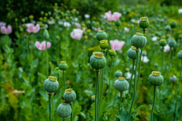 Opium poppy, Papaver somniferum . - obrazy, fototapety, plakaty