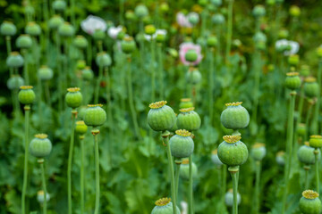 Opium poppy, Papaver somniferum .