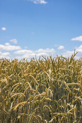 Barley cultivation fields ready to harvest