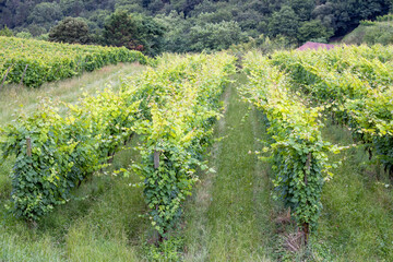 Fototapeta na wymiar Close-up of a vine crop 