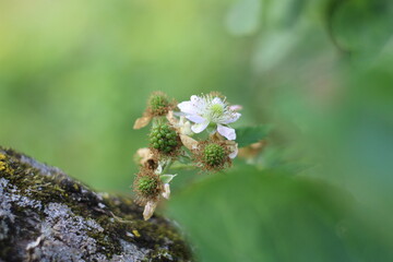the flower of a blackberry bush