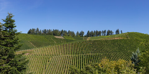 Fototapeta na wymiar View of beautiful vineyards with blue sky in in Durbach, Germany, black forest area, near Baden-Baden
