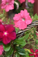 Obraz premium Petunia Flowers