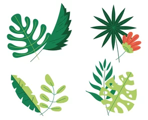 Photo sur Plexiglas Monstera Jungle tropical floral leaves isolated concept set. Vector flat graphic design illustration