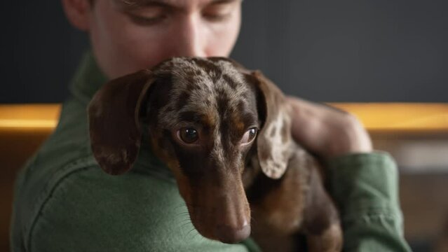 4k Close view of young man is holding dachshund dog and standing in home interior spbd. Caucasian attractive guy holds cute pet and strokes with his hand, poses for camera and stands in bright room