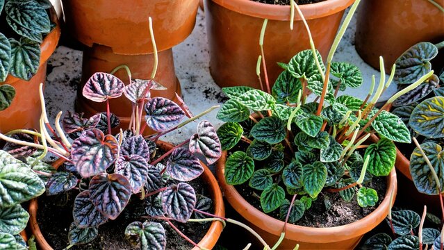 Beautiful garden plants Peperomia caperata also known as Green ripple, Little fantasy pepper etc