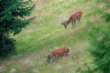 red stag with velvet antlers  on the mountain meadow at a summer morning