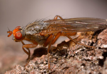red eyed fruit fly sitting on a tree trunk very close to camera 