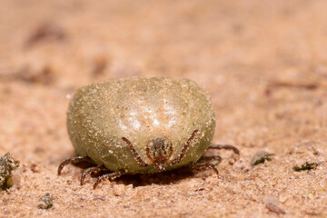 Bloated, full of blood hard-bodied tick ixodes lying on the ground