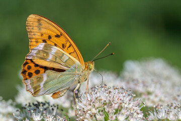 Silver-washed fritillary butterfly (Argynnis paphia) with frayed wing.