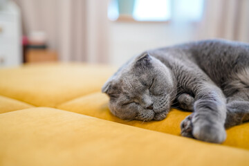Scottish fold grey cat lying on a yellow sofa