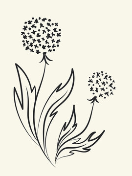 Vector image of dandelions in the lineart style isolated on a white background.