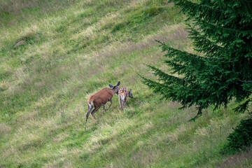 Naklejka na ściany i meble a red deer female with his calf on the mountain meadow at a summer morning