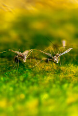 Swarm of mosquitoes on the background of the lake. A flock of mosquitoes near ponds.