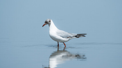 Seagulls on the beach. Birds on the beach. 