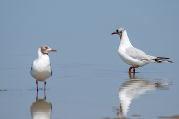 Seagulls on the beach. Birds on the beach. 