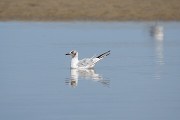 Seagulls on the beach. Birds on the beach. 