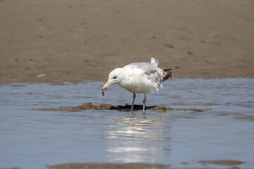 Seagulls on the beach. Birds on the beach. 