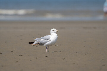Seagulls on the beach. Birds on the beach. 