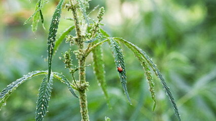 The plant affected by aphids is hemp. Ladybug feeds on aphids. Close-up, copy space..
