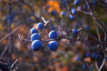 Wild forest berries. The blackthorn bush with blue berries close-up