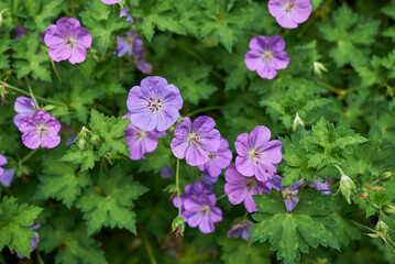 Geranium himalayense in bloom