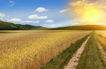 Wheat field grain harvest panorama landscape agriculture