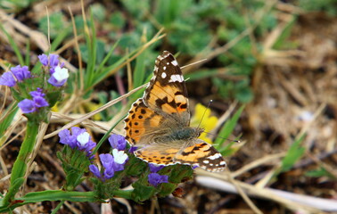 A colorful butterfly sits on a flower