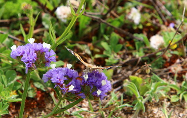A colorful butterfly sits on a flower