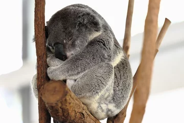 Schilderijen op glas Small gray fur koala sleeping-branches of eucalyptus trees. Brisbane-Australia-054 © rweisswald