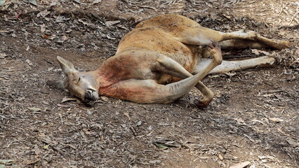 Male red kangaroo resting-sleeping on leaf litter covered ground. Brisbane-Australia-065