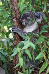 Gray fur koala perched-branches of a eucalyptus tree. Brisbane-Australia-059
