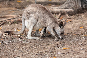 Fermale eastern grey kangaroo-joey siticking out of the pouch. Brisbane-Australia-073
