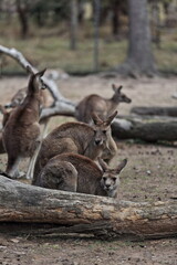 Mob of mixed red and eastern gray kangaroos. Brisbane-Australia-075