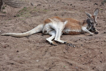 Male red kangaroo resting-lying on earthy soil covered ground. Brisbane-Australia-076